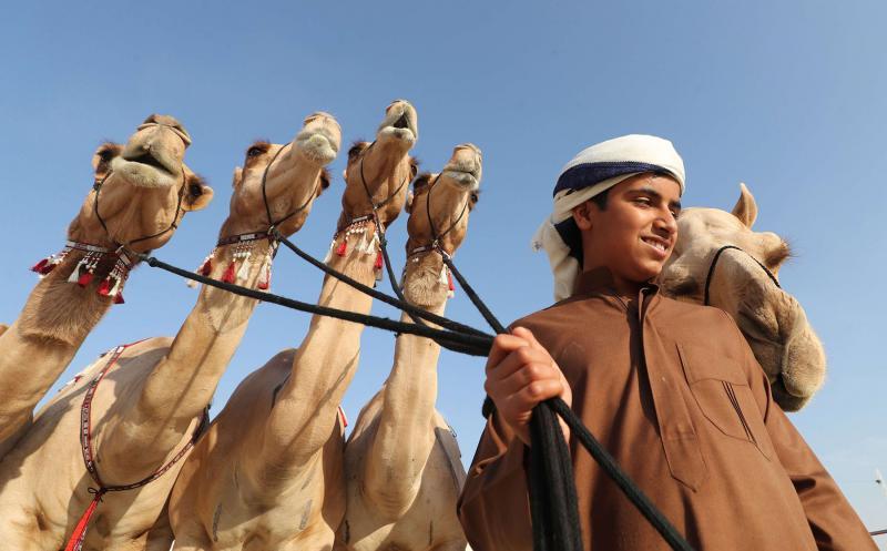 Al Dhafra Festival marks 19th edition with camel beauty contests