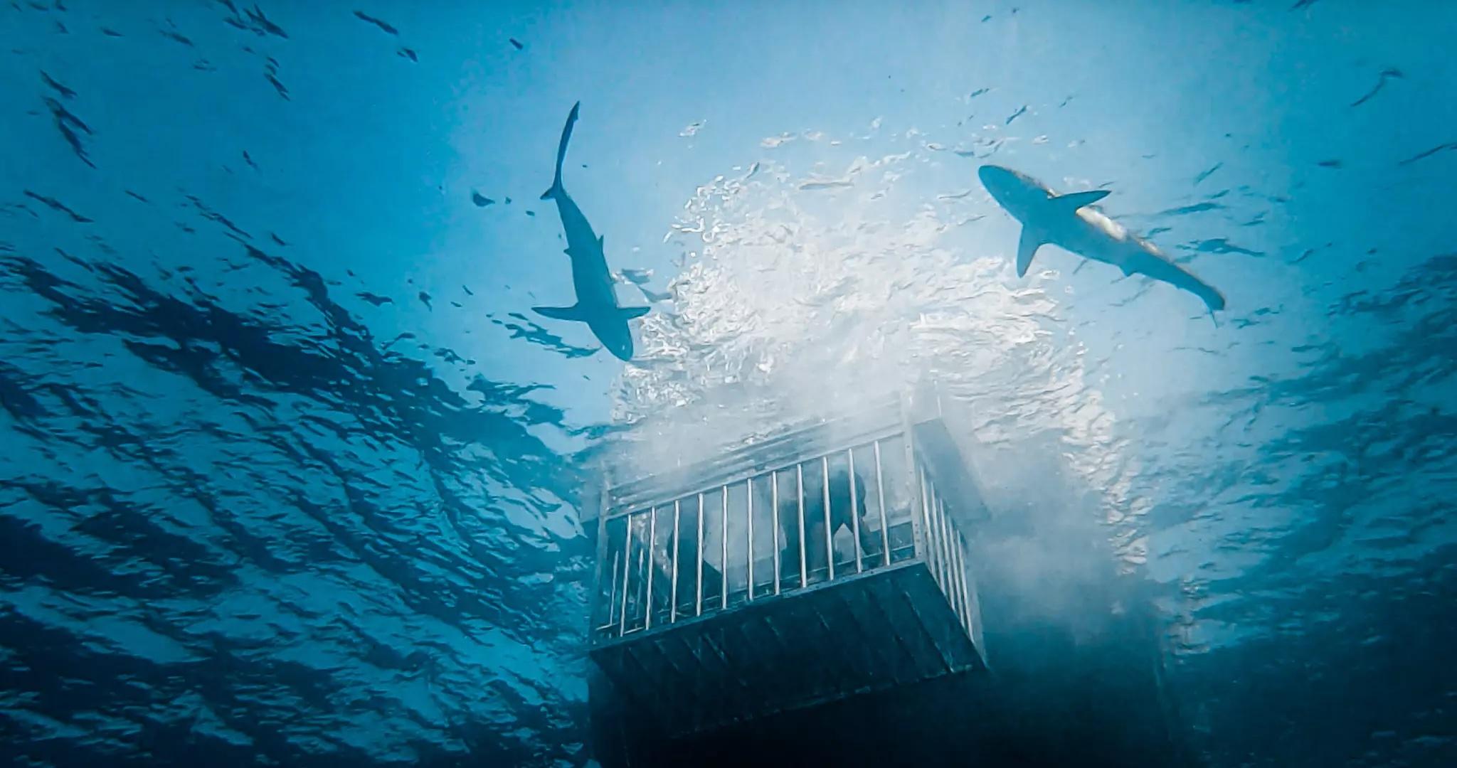 Saudi Arabia just launched shark cage diving in the Red Sea