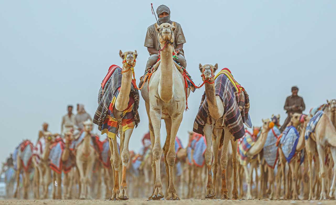 Saddle up as AlUla Camel Cup takes place in April